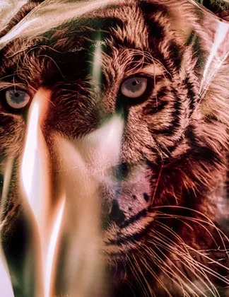 Tiger in Flames