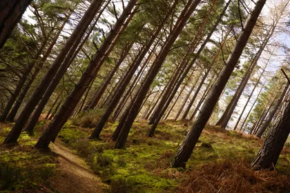 Millbuies Woods
